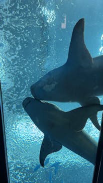 沖縄美ら海水族館に投稿された画像（2024/3/17）