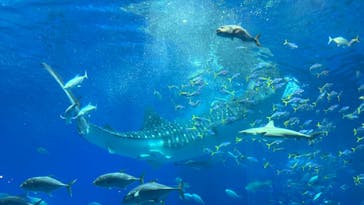 沖縄美ら海水族館に投稿された画像（2024/3/17）