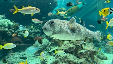 沖縄美ら海水族館に投稿された画像（2024/3/17）