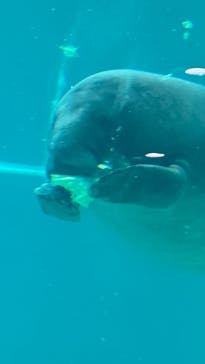 沖縄美ら海水族館に投稿された画像（2024/3/17）