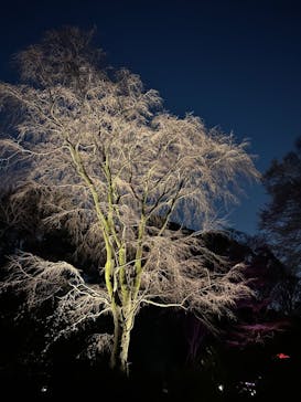 六義園に投稿された画像（2024/3/17）