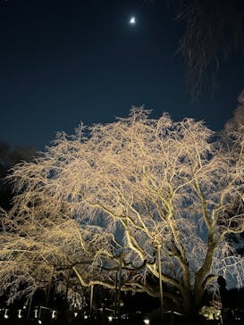 六義園に投稿された画像（2024/3/17）