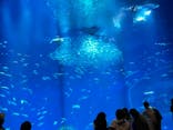 アクアワールド茨城県大洗水族館に投稿された画像（2024/3/18）
