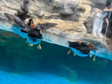 アクアワールド茨城県大洗水族館に投稿された画像（2024/3/17）