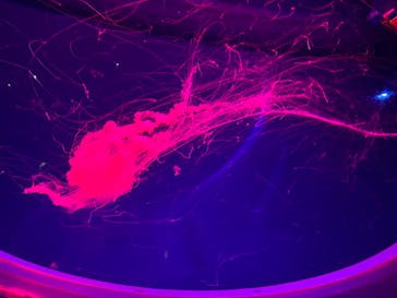 アクアワールド茨城県大洗水族館に投稿された画像（2024/3/17）