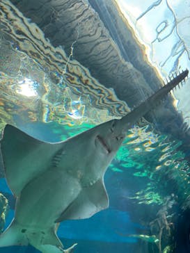 マクセル アクアパーク品川に投稿された画像（2024/3/17）