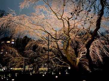 六義園に投稿された画像（2024/3/17）