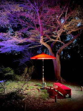 六義園に投稿された画像（2024/3/17）