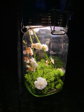 六義園に投稿された画像（2024/3/17）