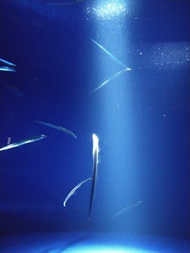 サンシャイン水族館に投稿された画像（2024/3/18）