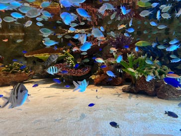 DMMかりゆし水族館に投稿された画像（2024/3/18）