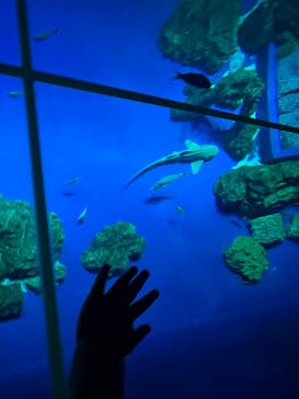 DMMかりゆし水族館に投稿された画像（2024/3/18）