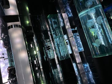 DMMかりゆし水族館に投稿された画像（2024/3/18）