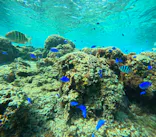 沖縄マリンサービス碧に投稿された画像（2024/3/18）