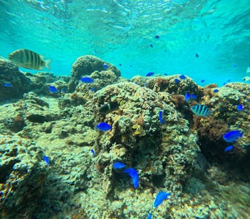 沖縄マリンサービス碧に投稿された画像（2024/3/18）