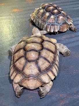 DMMかりゆし水族館に投稿された画像（2024/3/18）