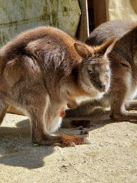 宇都宮動物園に投稿された画像（2024/3/18）