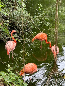 ネオパークオキナワに投稿された画像（2024/3/18）