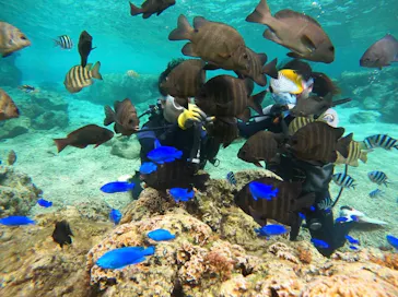 武藤潜水に投稿された画像（2024/3/18）