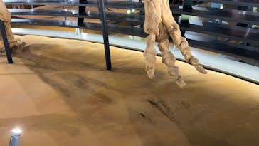 福井県立恐竜博物館に投稿された画像（2024/3/18）