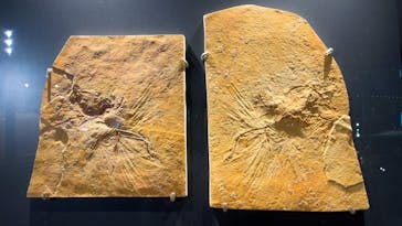 福井県立恐竜博物館に投稿された画像（2024/3/18）