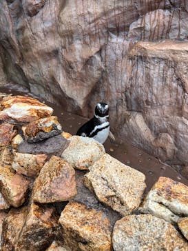 大分マリーンパレス水族館 「うみたまご」に投稿された画像（2024/3/18）