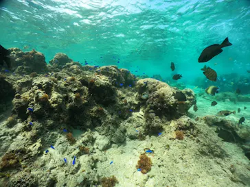 武藤潜水に投稿された画像（2024/3/18）