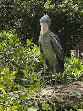 神戸どうぶつ王国に投稿された画像（2024/3/18）