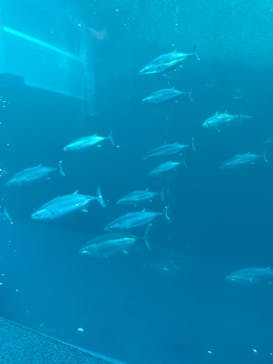 環境水族館アクアマリンふくしまに投稿された画像（2024/3/18）