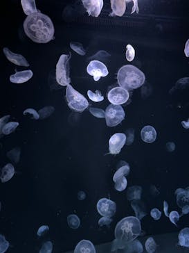 サンシャイン水族館に投稿された画像（2024/3/18）