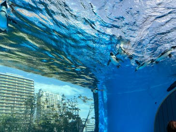 サンシャイン水族館に投稿された画像（2024/3/18）