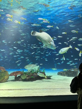 サンシャイン水族館に投稿された画像（2024/3/18）