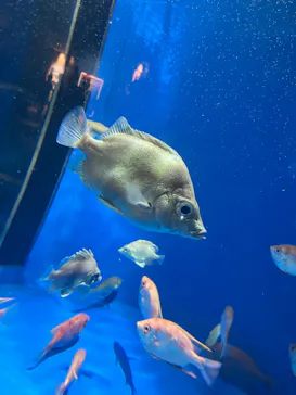 仙台うみの杜水族館に投稿された画像（2024/3/18）