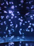サンシャイン水族館に投稿された画像（2024/3/18）