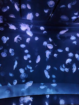 サンシャイン水族館に投稿された画像（2024/3/18）