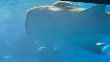 沖縄美ら海水族館に投稿された画像（2024/3/18）