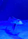 サンシャイン水族館に投稿された画像（2024/3/18）