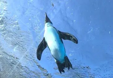 サンシャイン水族館に投稿された画像（2024/3/18）