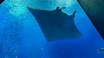 沖縄美ら海水族館に投稿された画像（2024/3/18）