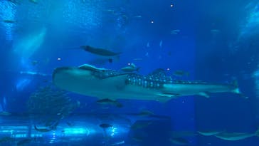 沖縄美ら海水族館に投稿された画像（2024/3/18）