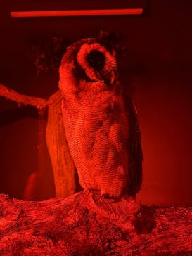 神戸どうぶつ王国に投稿された画像（2024/3/18）