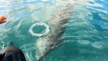 ドルフィンファンタジーに投稿された画像（2024/3/18）