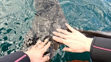 ドルフィンファンタジーに投稿された画像（2024/3/18）