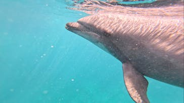 ドルフィンファンタジーに投稿された画像（2024/3/18）