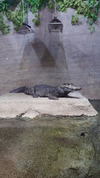 DMMかりゆし水族館に投稿された画像（2024/3/18）