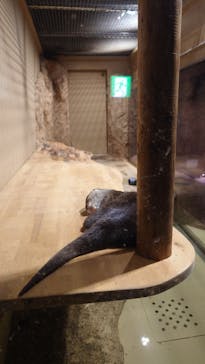 DMMかりゆし水族館に投稿された画像（2024/3/18）