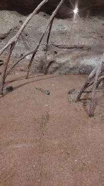 DMMかりゆし水族館に投稿された画像（2024/3/18）