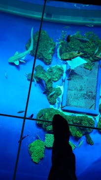 DMMかりゆし水族館に投稿された画像（2024/3/18）