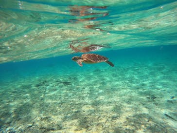 宮古島 ADVENTURE PiPi（ミヤコジマ アドベンチャー ピピ）に投稿された画像（2024/3/18）