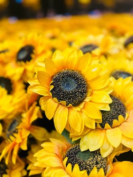 ゴッホ・アライブに投稿された画像（2024/3/18）